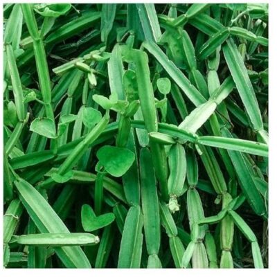 What Is Veldt Grape Used For?